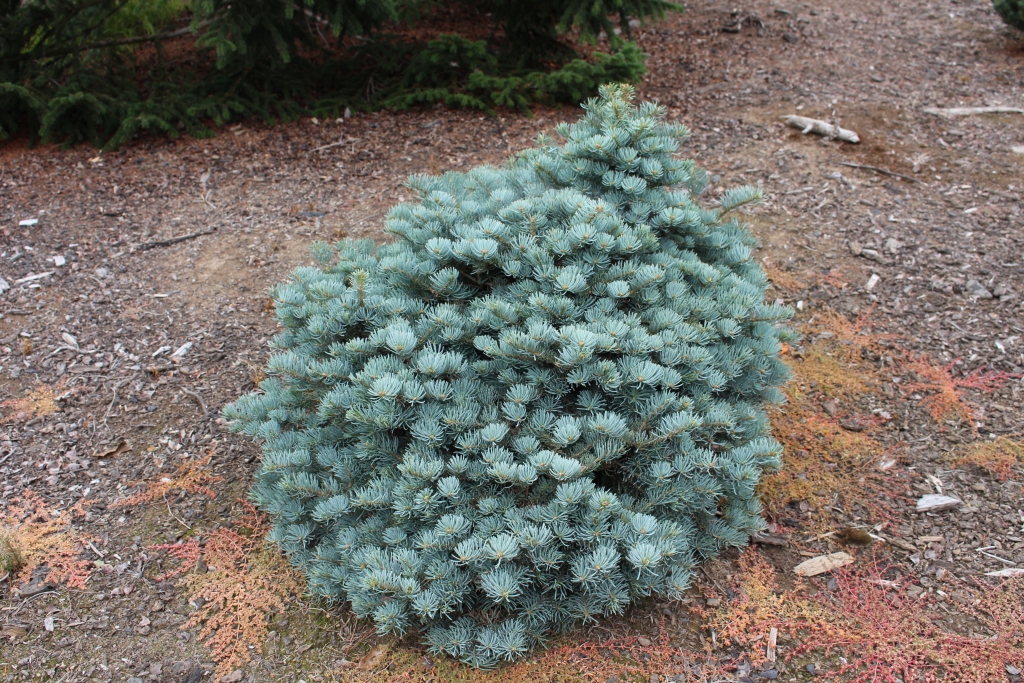 Abies concolor 
