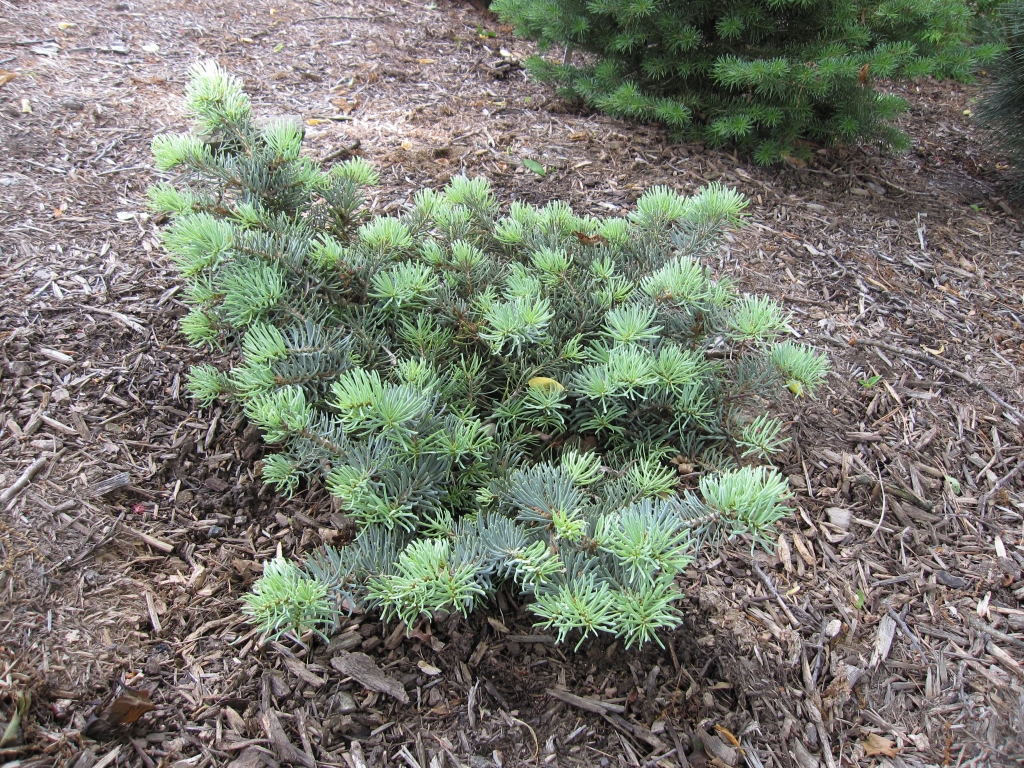 Abies concolor 
