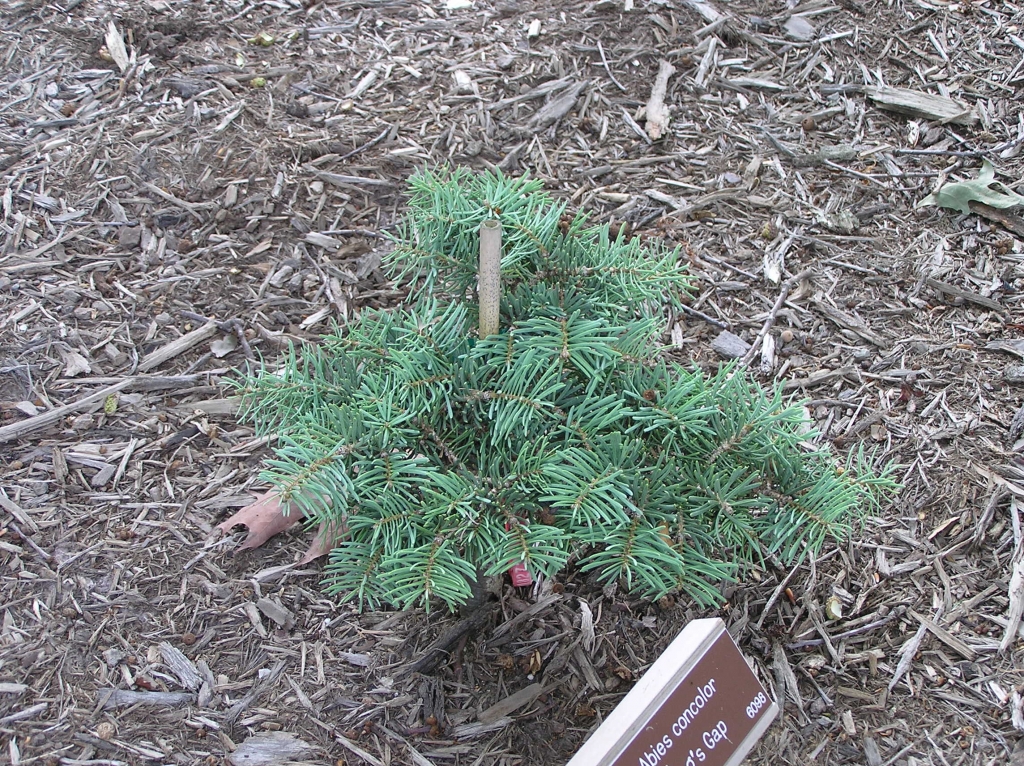 Abies concolor 