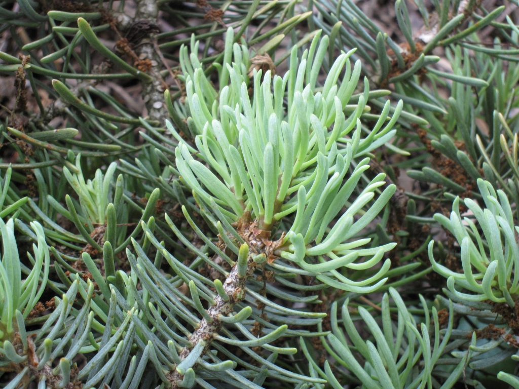 Abies concolor 