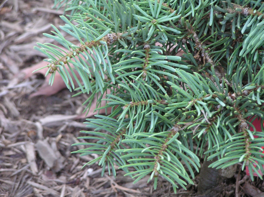 Abies concolor 