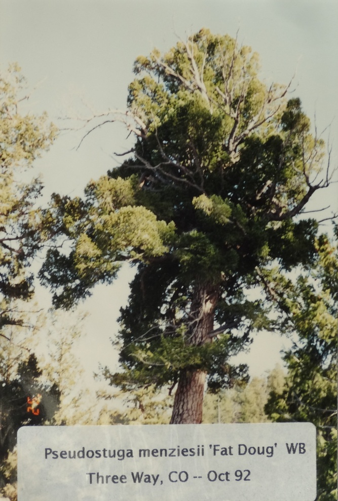 Pseudotsuga menziesii 
