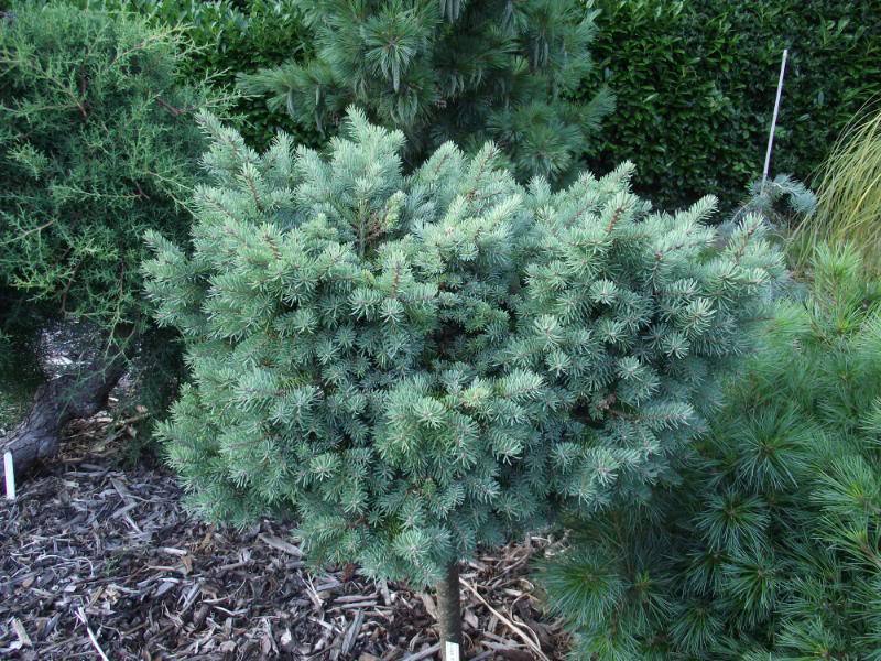 Pseudotsuga menziesii 