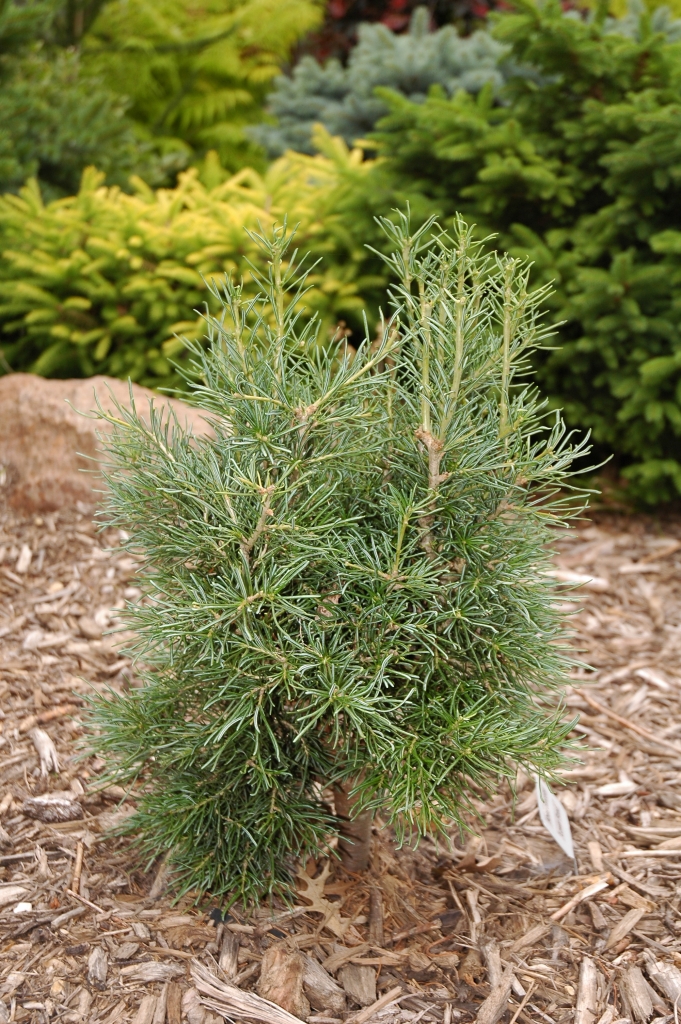 Abies concolor 