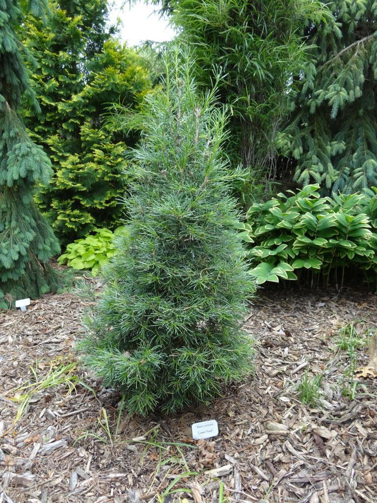 Abies concolor 