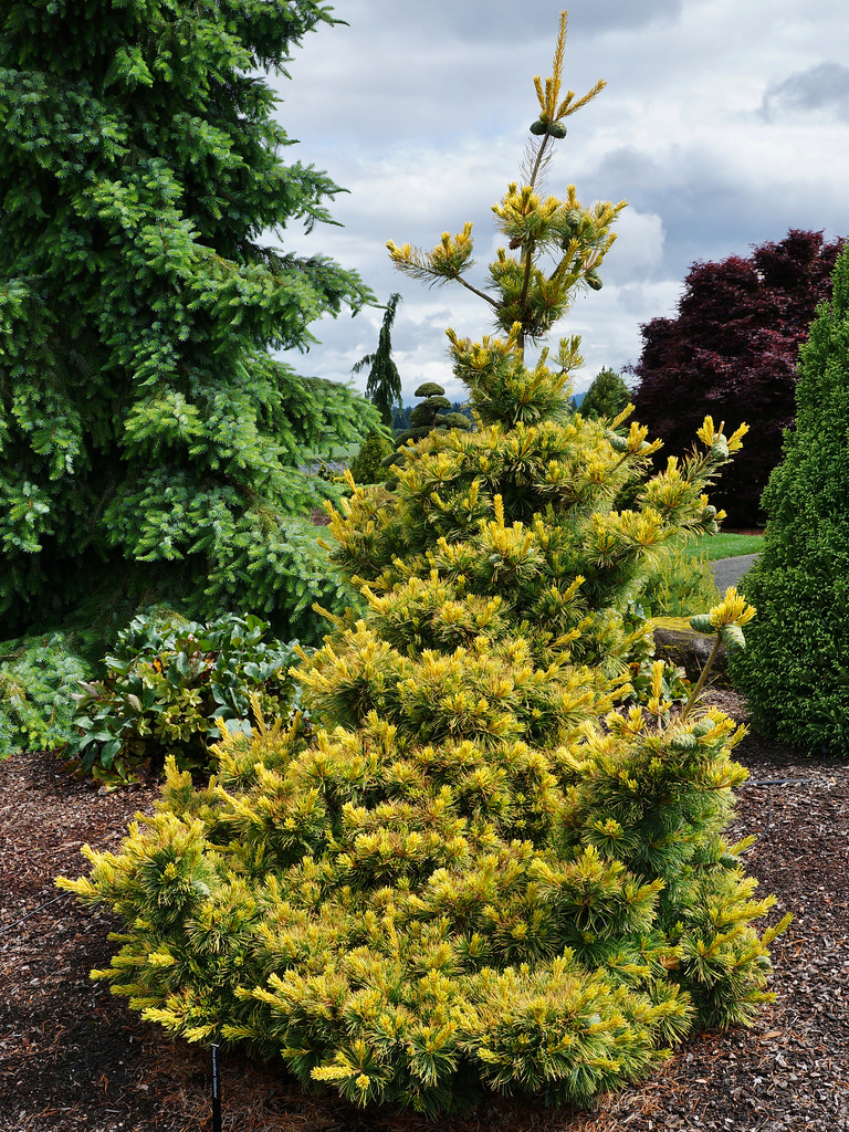 Pinus parviflora 