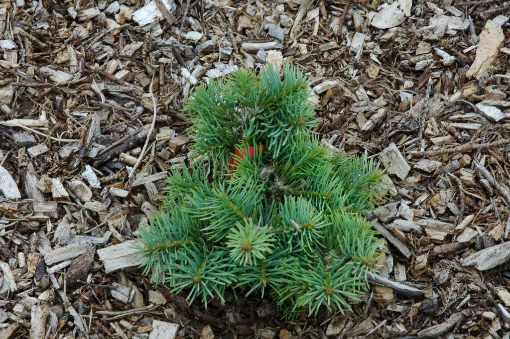 Abies concolor 