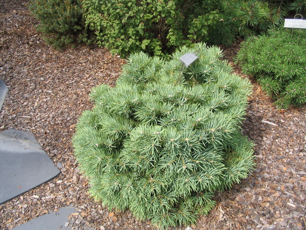 Abies concolor 