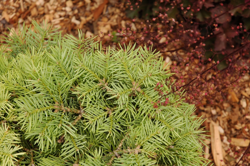Abies concolor 
