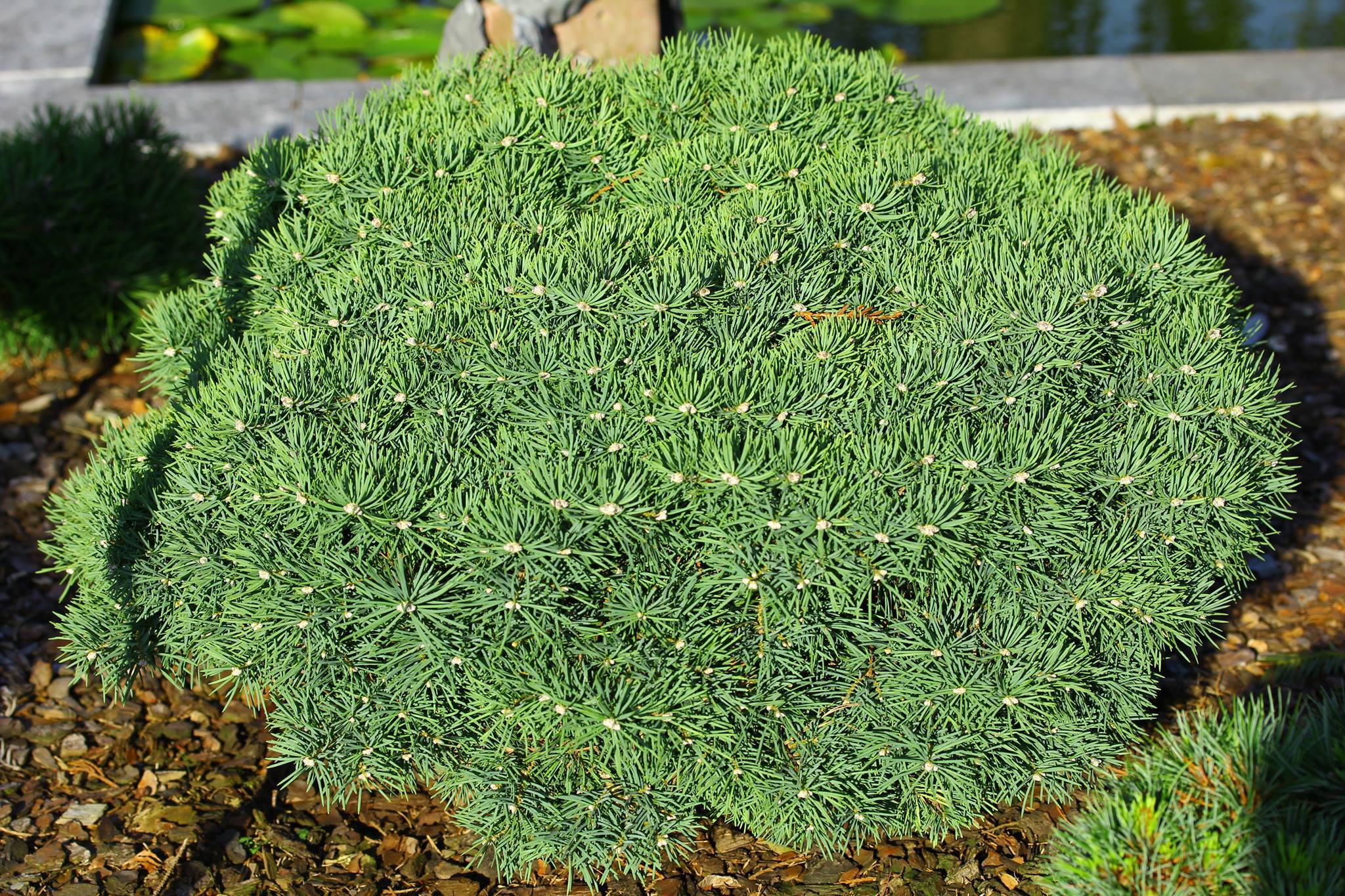 Abies concolor 