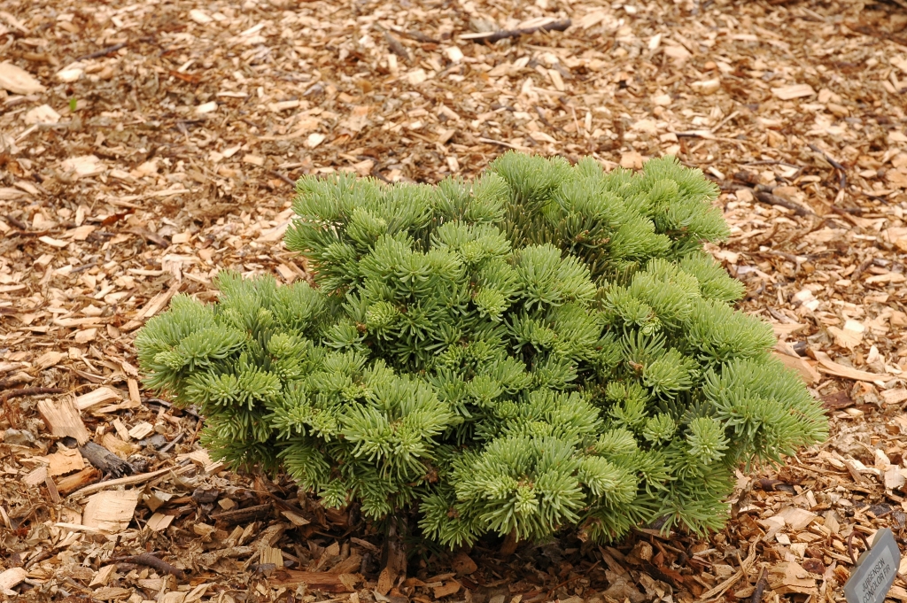 Abies concolor 