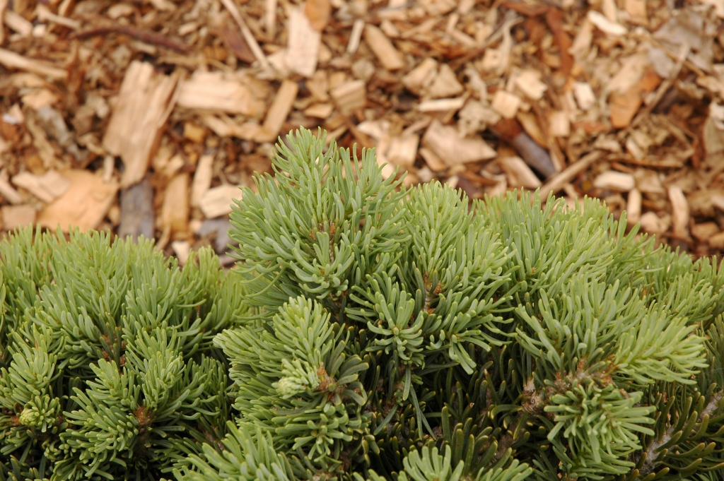 Abies concolor 