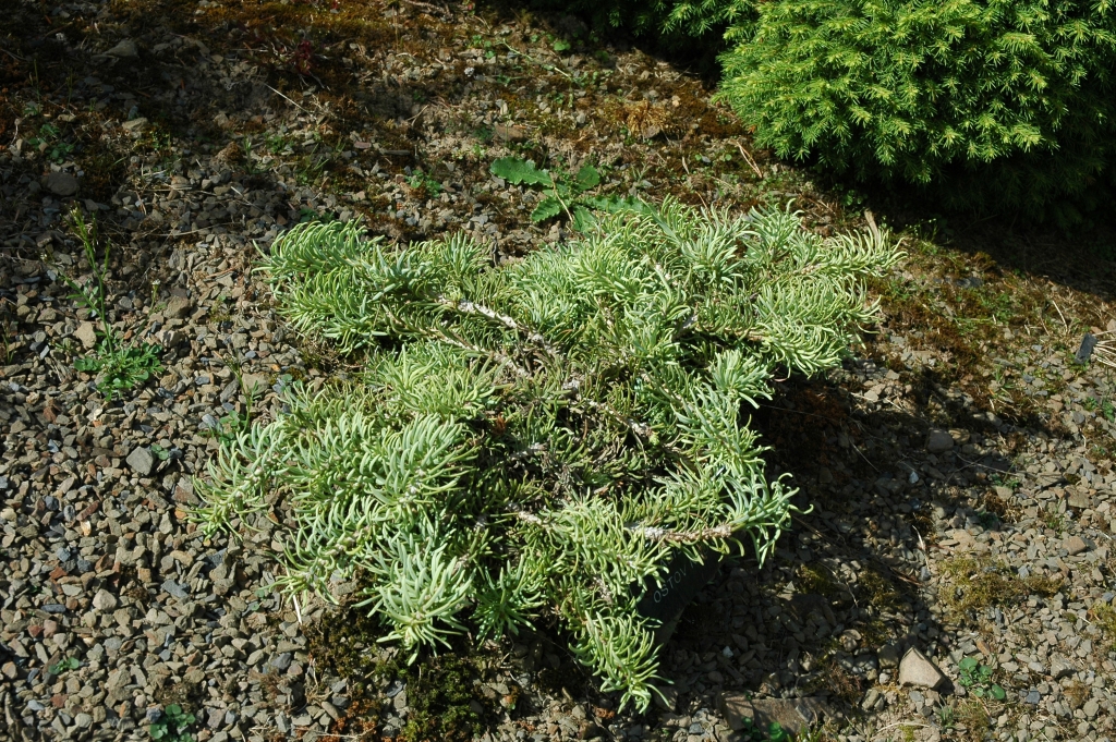Abies concolor 