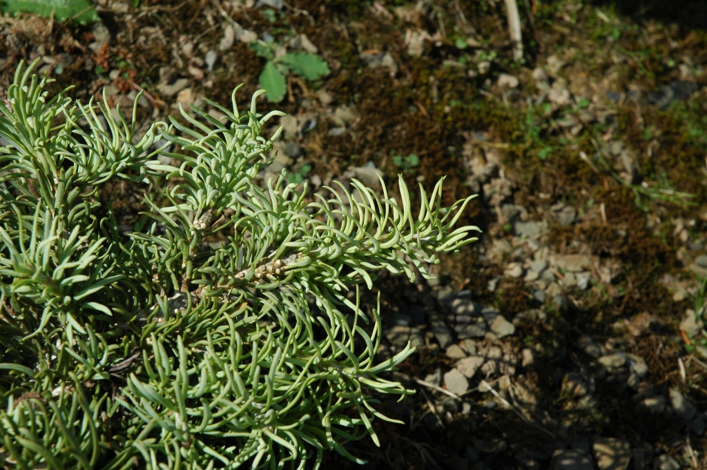 Abies concolor 