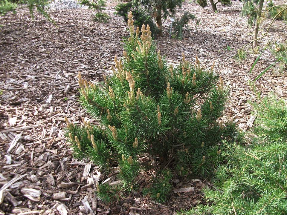 Pinus banksiana 