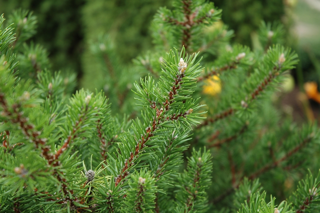 Pinus banksiana 