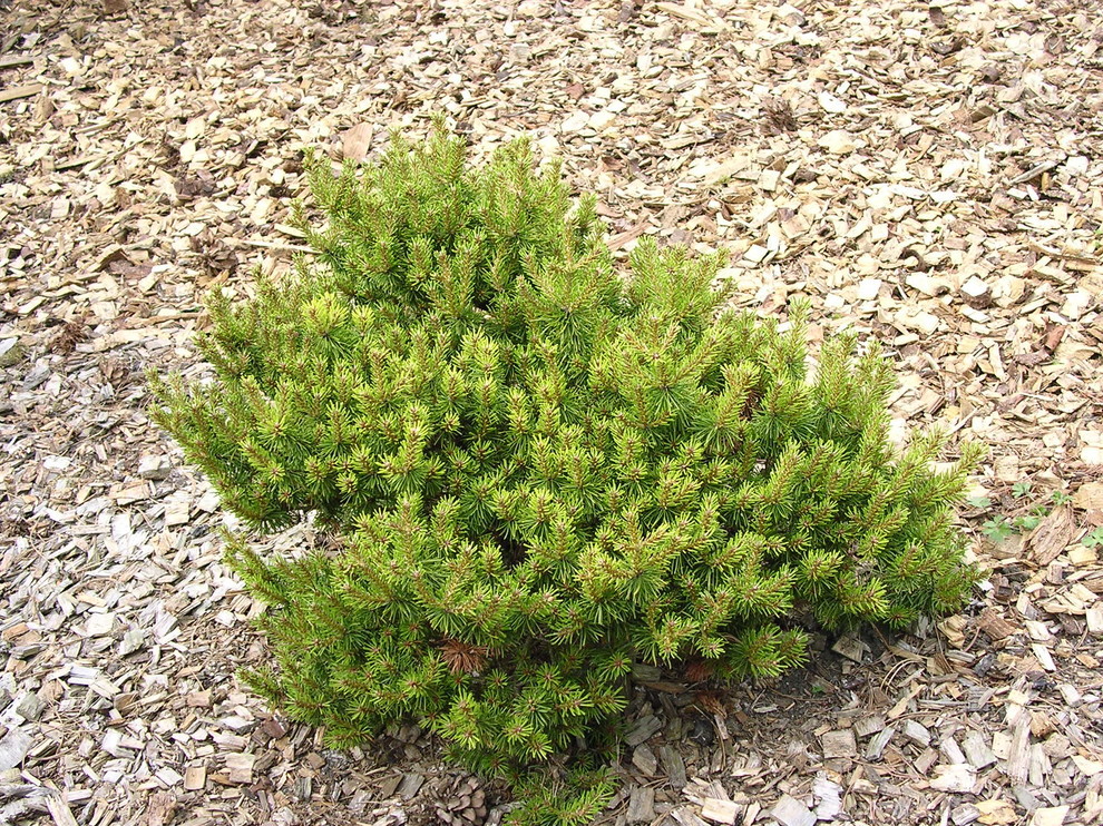 Pinus banksiana 