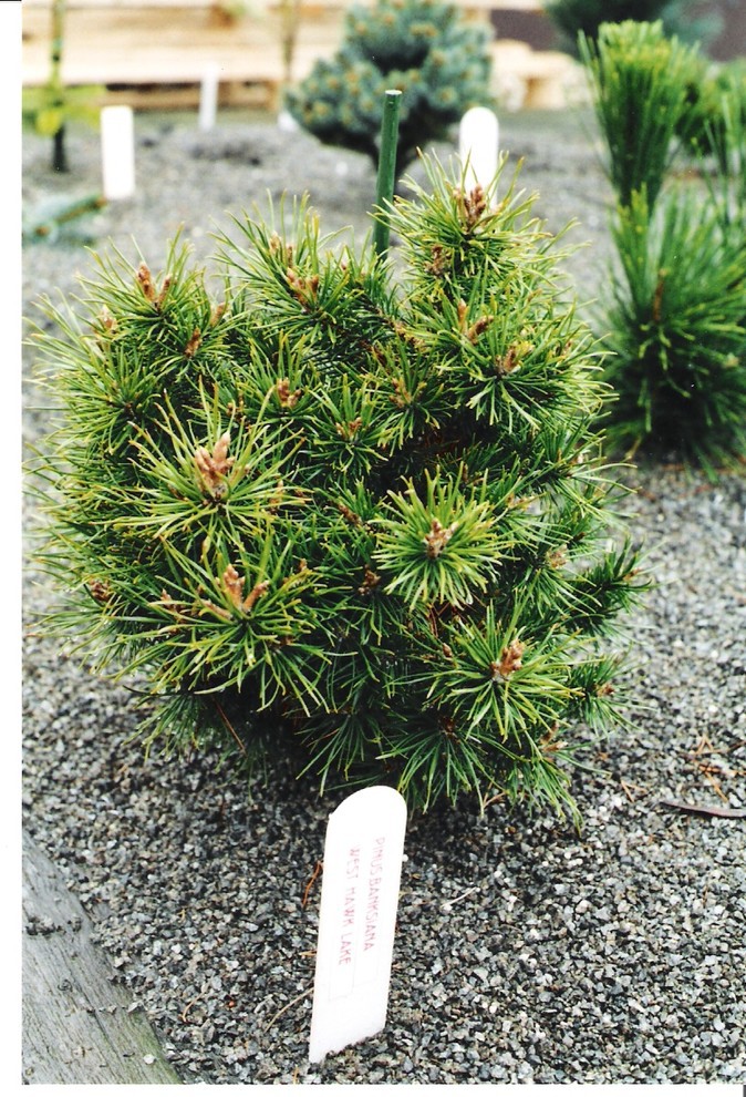 Pinus banksiana 