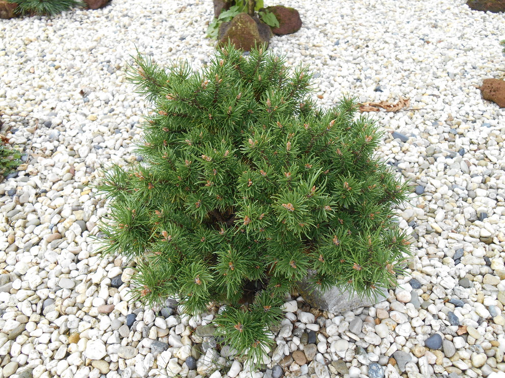 Pinus banksiana 