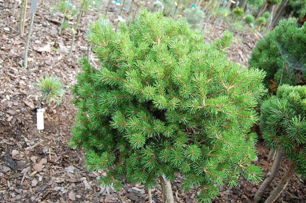 Pinus banksiana 