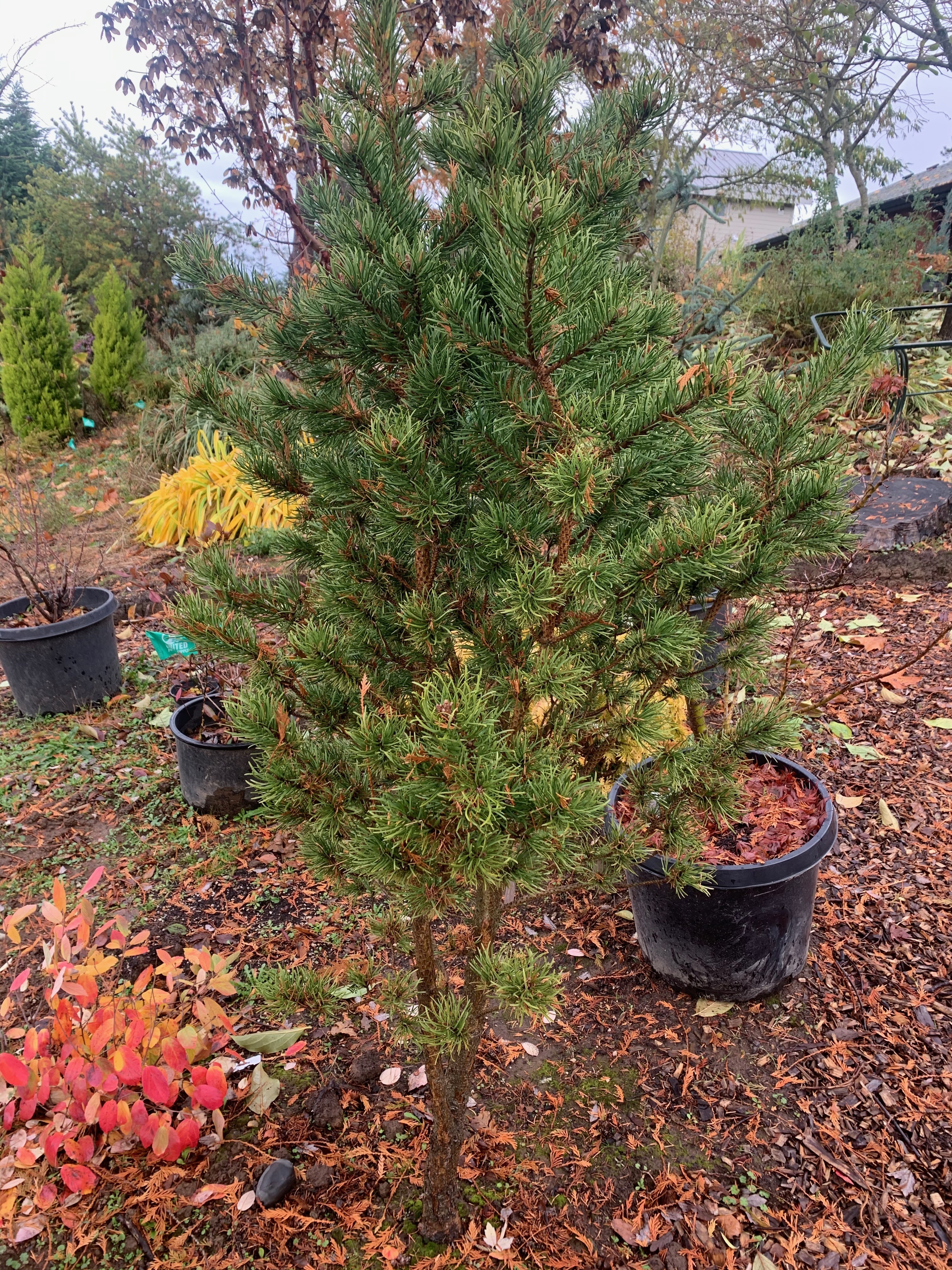 Pinus banksiana 