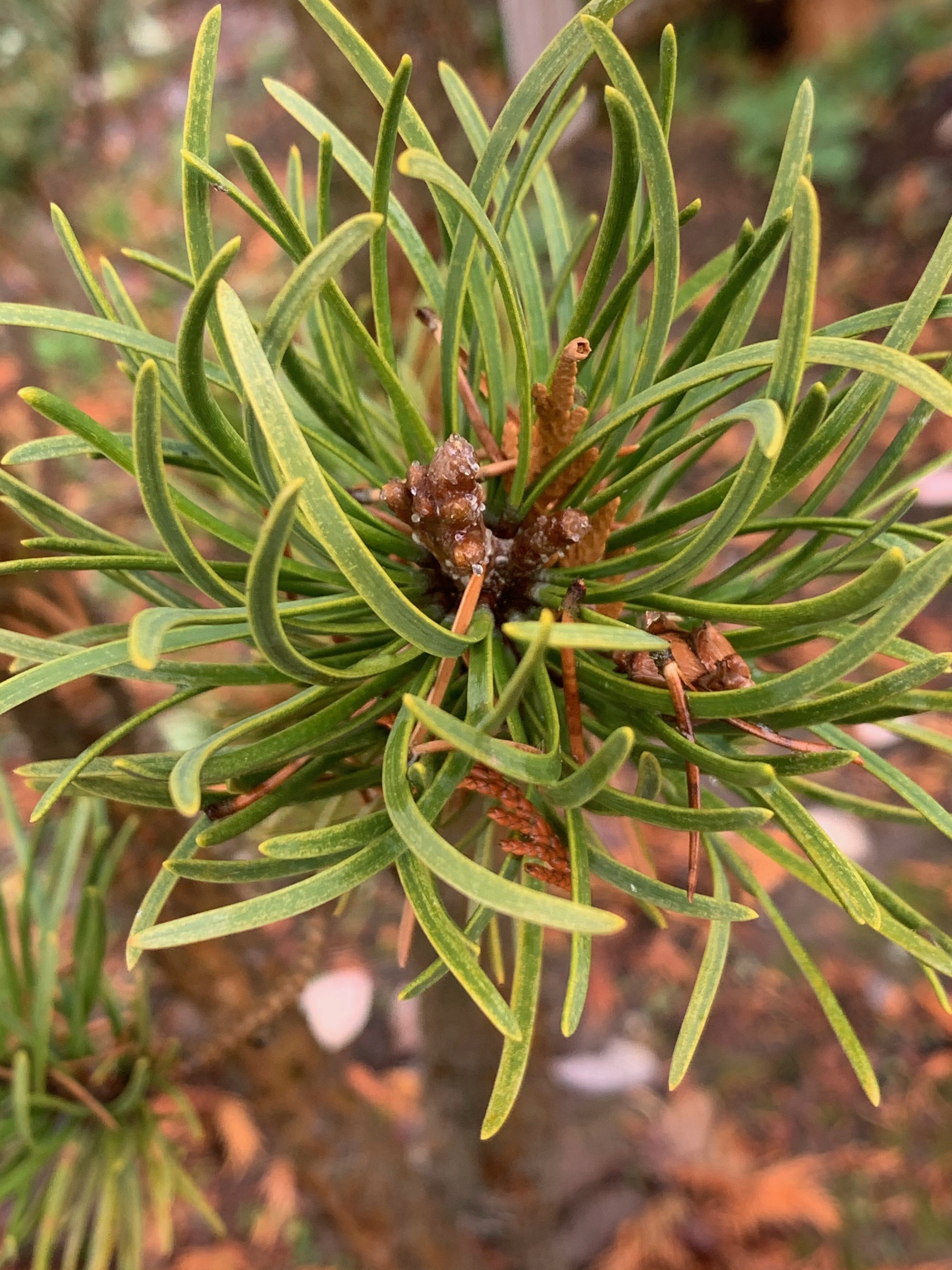 Pinus banksiana 