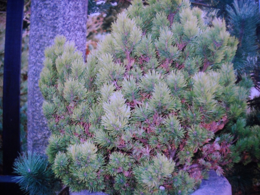 Pinus banksiana 