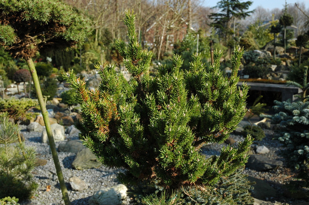 Pinus banksiana 