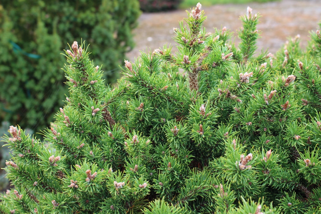 Pinus banksiana 