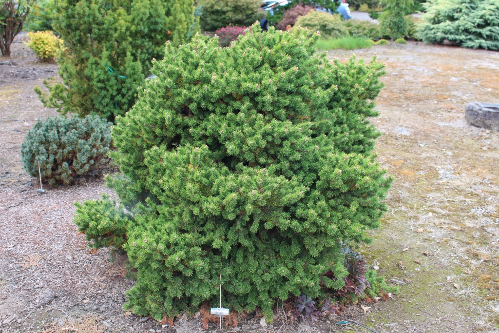 Pinus banksiana 