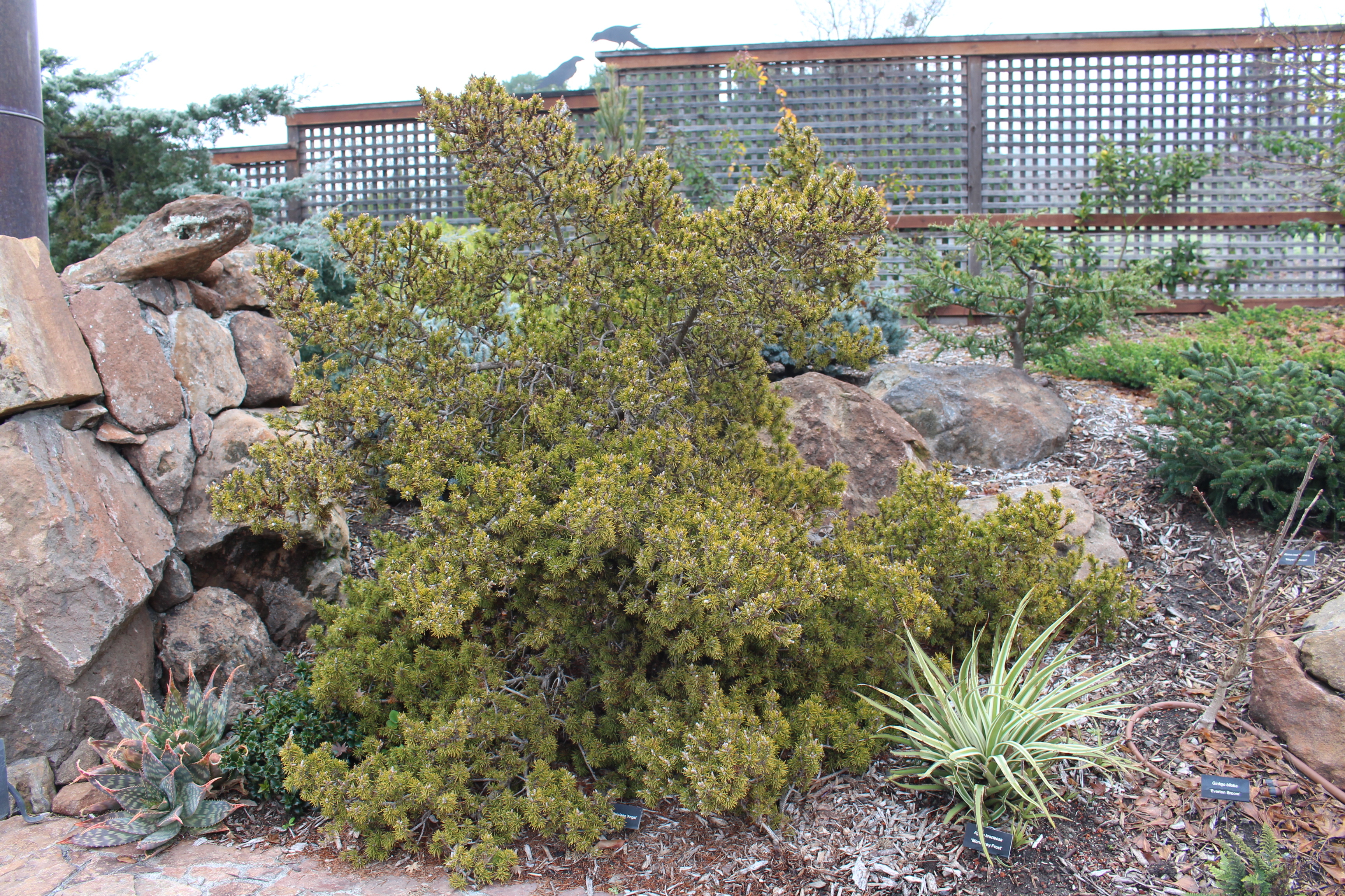 Pinus banksiana 