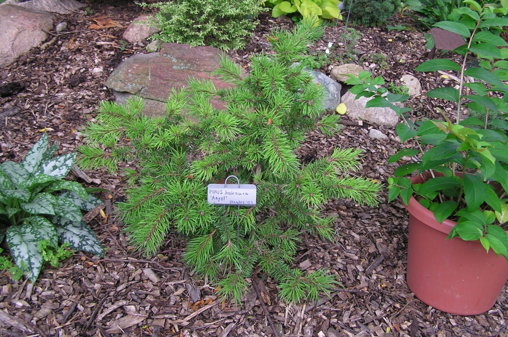 Pinus banksiana 