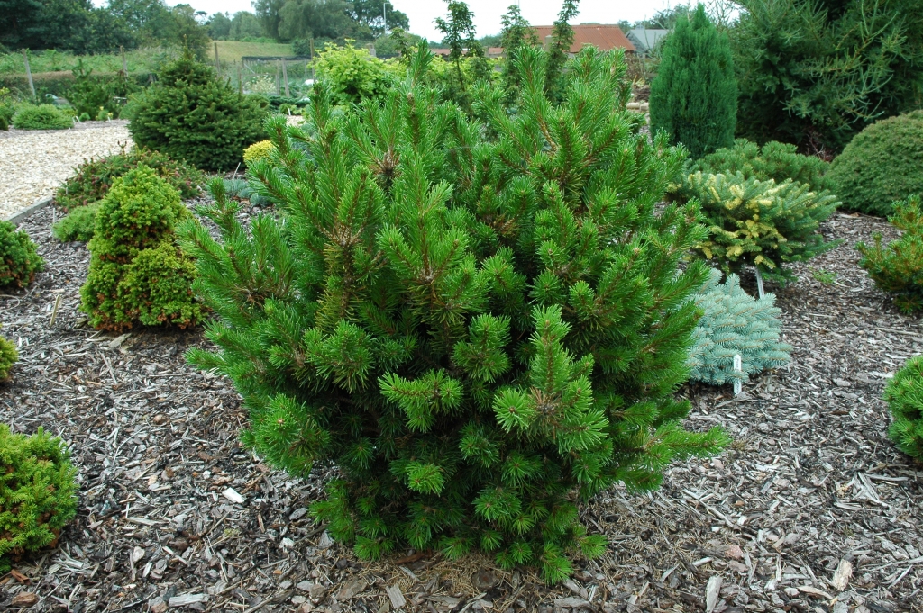Pinus banksiana 