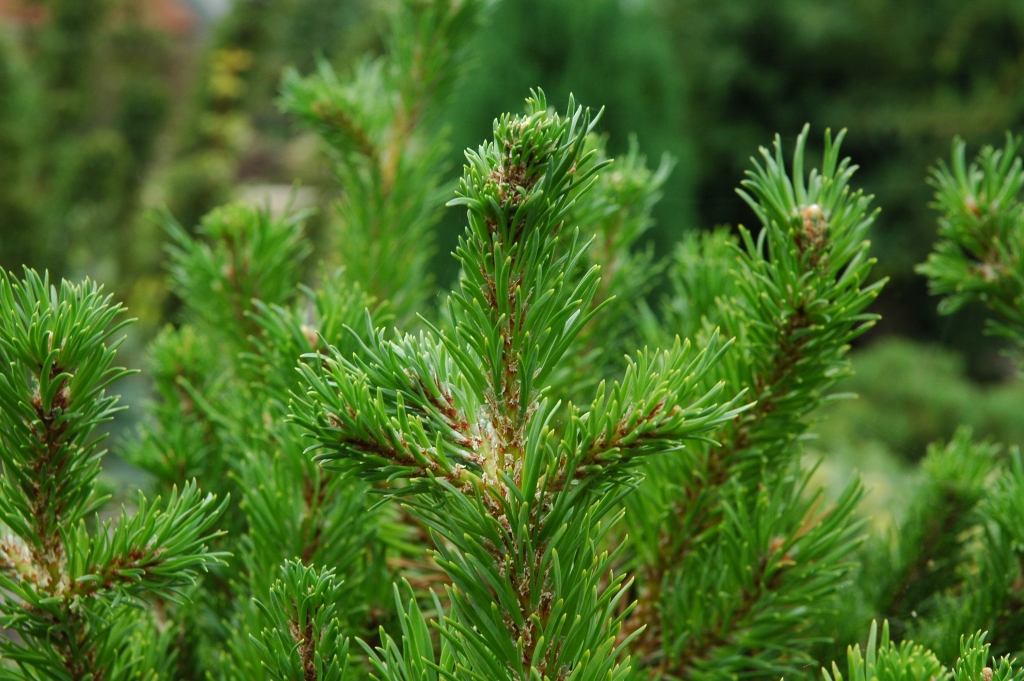 Pinus banksiana 