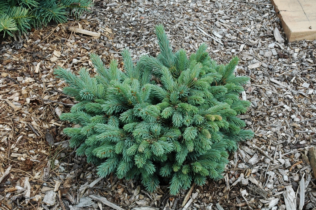 Picea engelmannii 