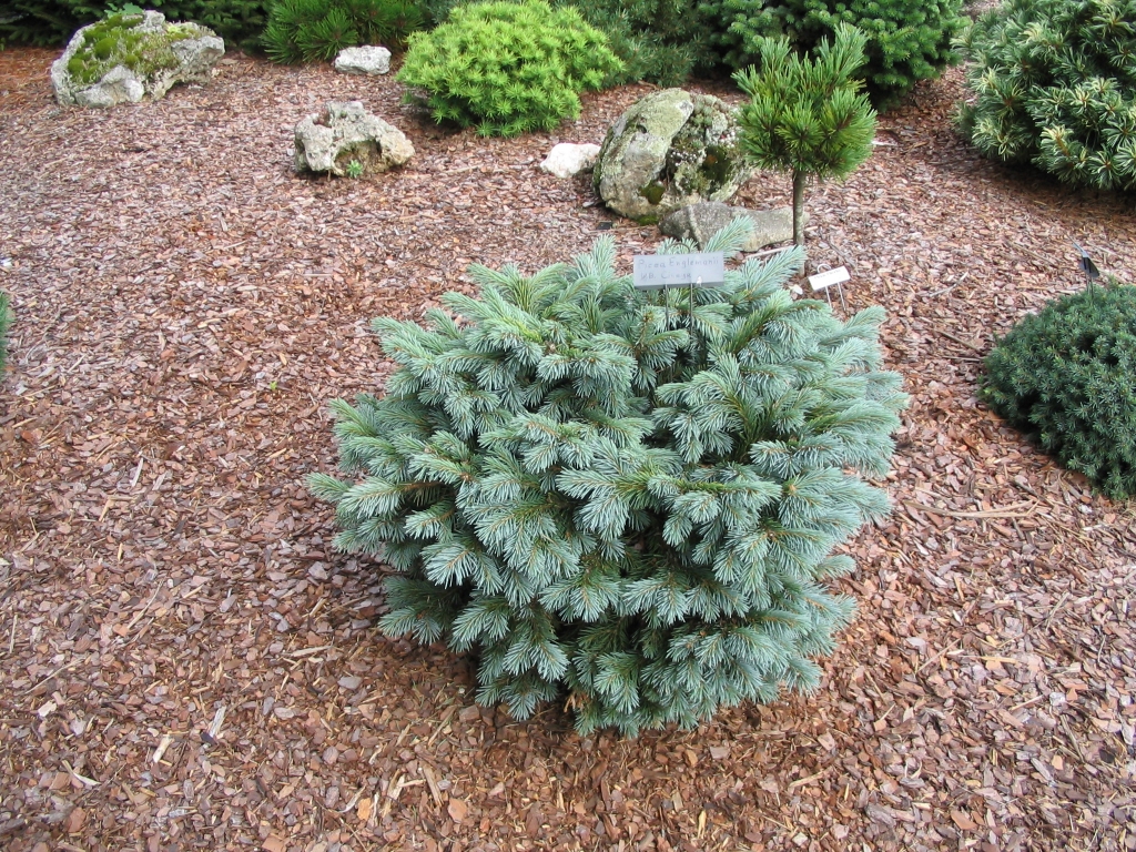 Picea engelmannii 