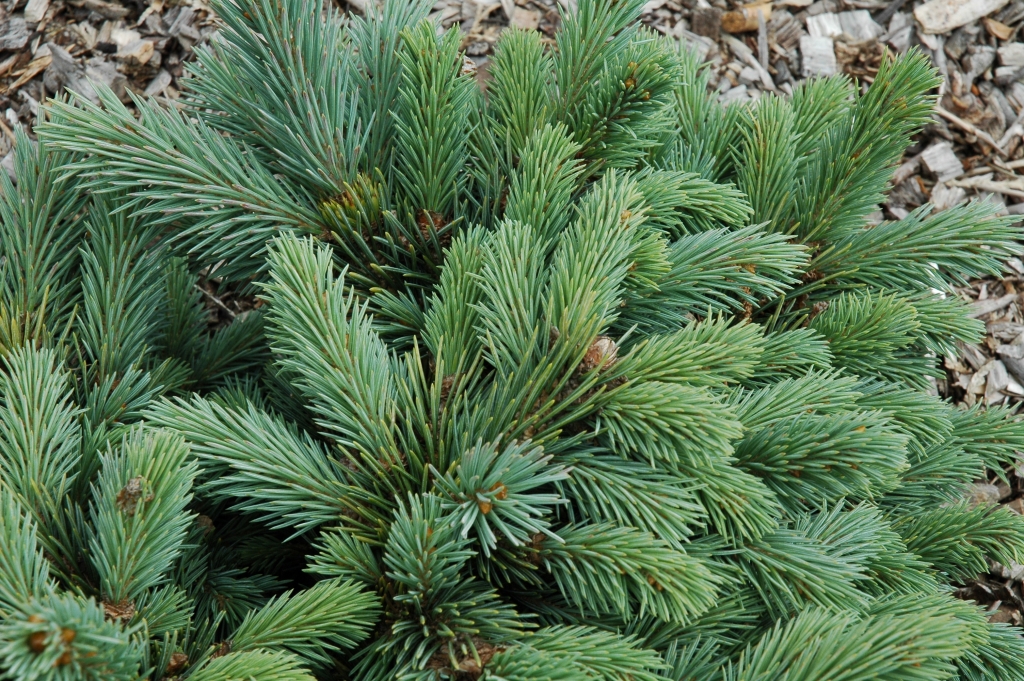 Picea engelmannii 