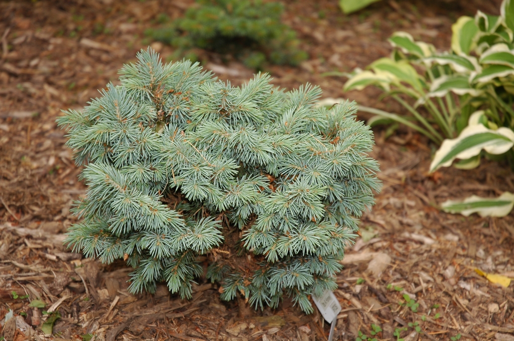 Picea engelmannii 