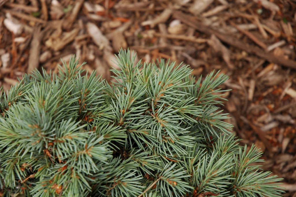 Picea engelmannii 