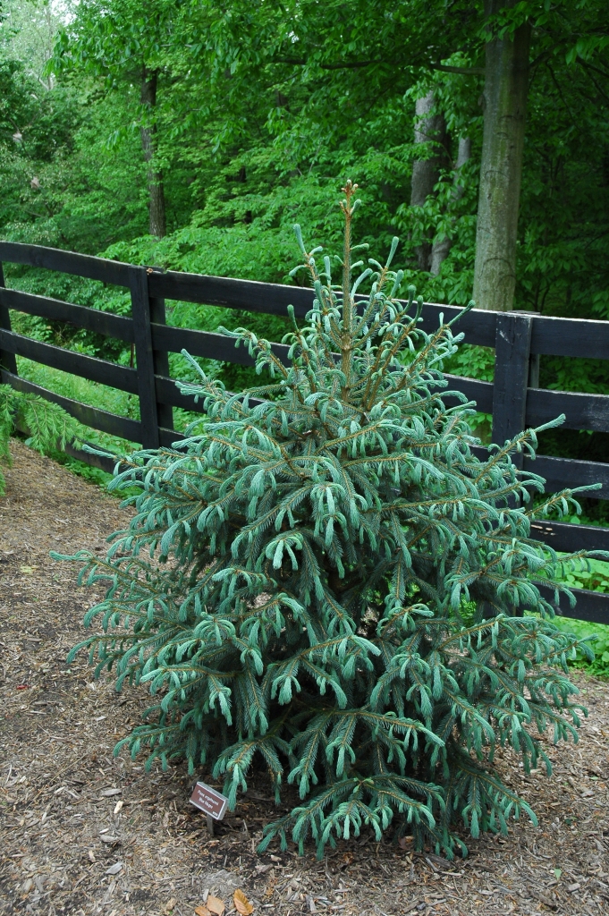 Picea engelmannii 