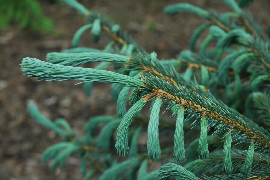Picea engelmannii 