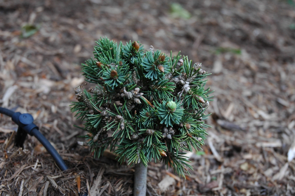 Picea engelmannii 