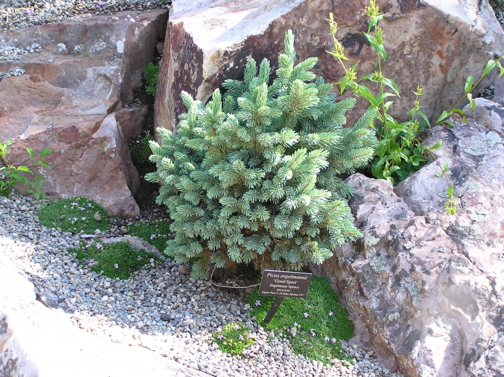 Picea engelmannii 