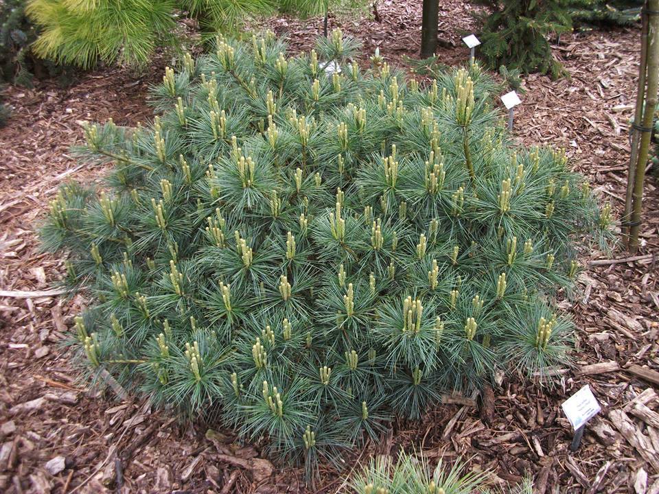 Pinus strobus 
