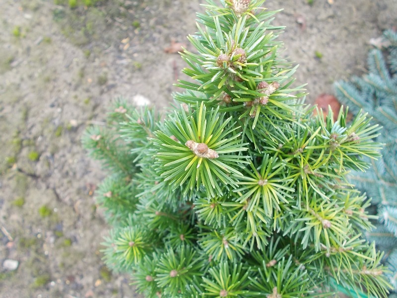 Abies sibirica 