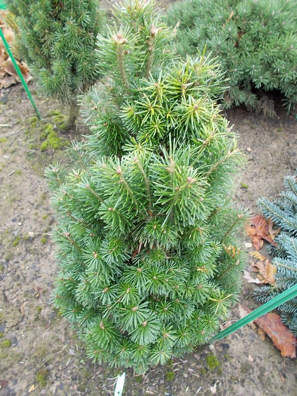 Abies sibirica 