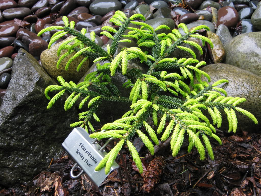 Picea orientalis 