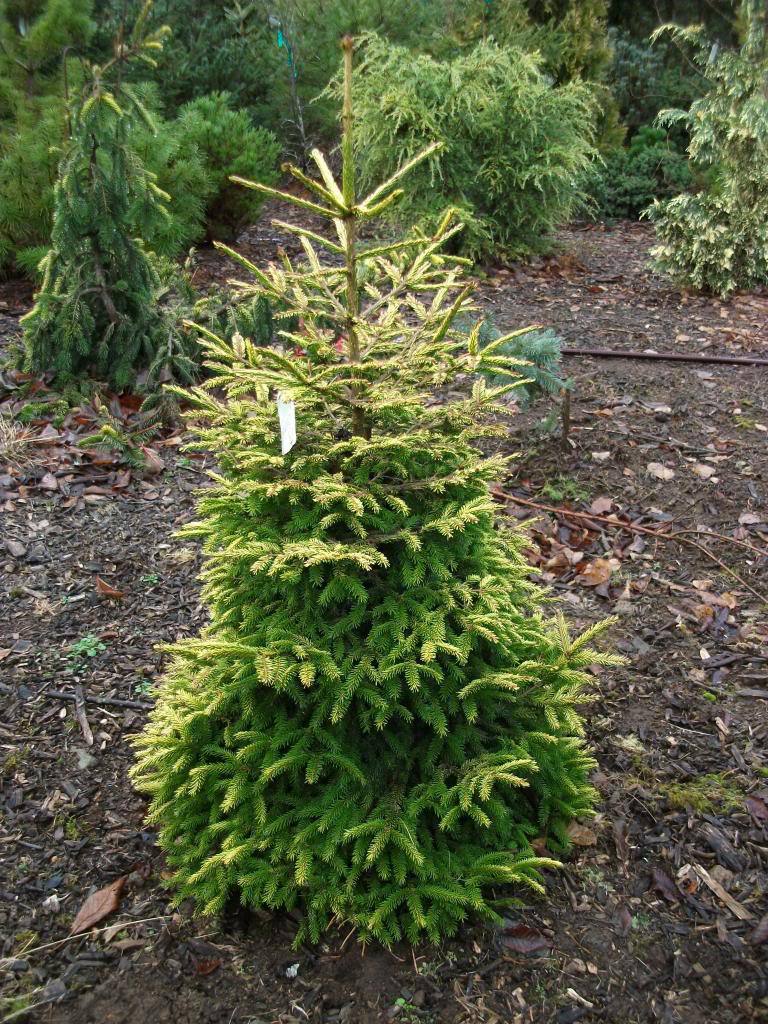 Picea orientalis 