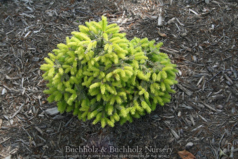 Picea orientalis 