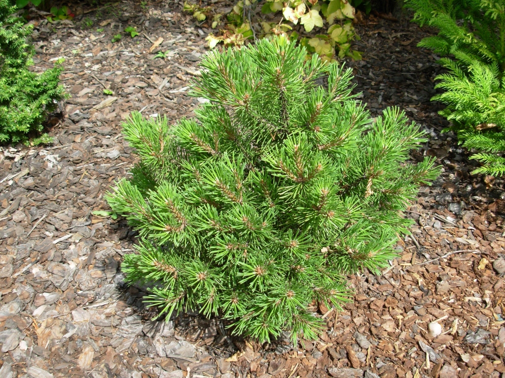Pinus mugo 